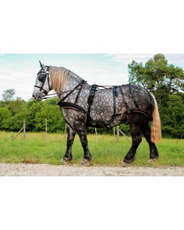 Harness WEBTECH Combi